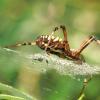 Argiope bruennichi